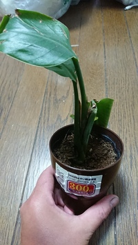 ダイソーで売られていたこの植物の名前が知りたいです 茎の一本が折 Yahoo 知恵袋