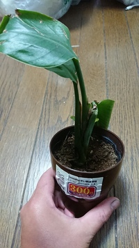 ダイソーで売られていたこの植物の名前が知りたいです。茎の一本が折