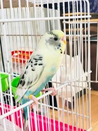 セキセイインコの性格について 白ハルクインのオスを飼っています 白ハ Yahoo 知恵袋