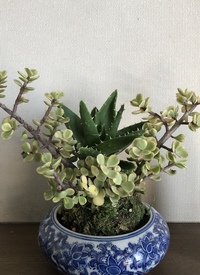 苔玉が枯れたら水をあげても生き返りませんか コケの種類に Yahoo 知恵袋