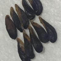 ラフランスから種を取ったのですが みんなぺったんこだった こうい Yahoo 知恵袋