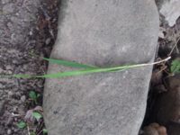 ペットが亡くなりました 庭に土葬しようと思うのですが 土葬方法は Yahoo 知恵袋