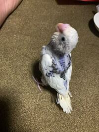 セキセイインコが自分の名前をしゃべりだしました 名前をしゃべれ Yahoo 知恵袋