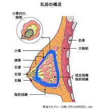 青で囲った部分は通常硬いですか 生理前で胸が張っていて調べたら乳がんしこり Yahoo 知恵袋