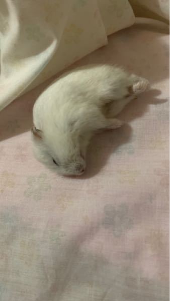 ハムスター 亡くなっ たら ハムスターが亡くなったらすべきこと 埋葬 供養にはどんな種類がある Tmh Io