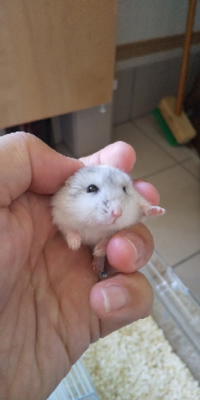 私は生後2ヶ月のジャンガリアンハムスター を4日ほど前から飼い始めました そこ Yahoo 知恵袋