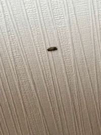 虫の写真すみません 最近この小さい虫が家の壁によく張り付いてるの Yahoo 知恵袋