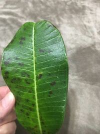 植物の病気 害虫に詳しい方 ご教授下さいませ プルメリアの葉の裏についてる Yahoo 知恵袋