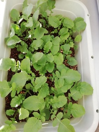 大根について持った感じが若干 ぶよぶよして柔らかい大根って 鮮 Yahoo 知恵袋