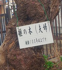 写真の木の名前は漢字が読めません よろしくお願いします 榧 かや Yahoo 知恵袋
