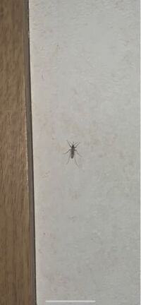 この虫の名前わかる人いますか 大きさは蚊よりちょっと大きめ Yahoo 知恵袋