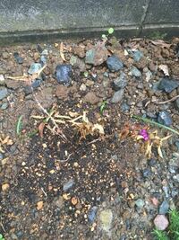 昨年親友から紫式部をいただきました 庭に植えたところ しばらくして枯れた状態に Yahoo 知恵袋