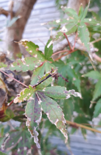 もみじの木に毛虫がいっぱいいます涙 どうしたらいいですか 気 Yahoo 知恵袋