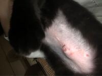 猫避妊手術後の腹部の腫れ 約8ヶ月の 猫です 1週間程前に避妊 Yahoo 知恵袋