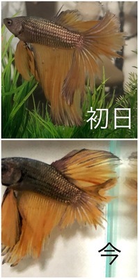 金魚の水槽にガラスストーンを入れても大丈夫ですか 100均に売ってるガ Yahoo 知恵袋