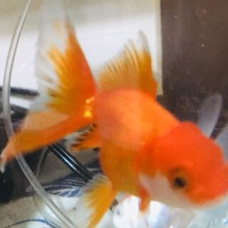 塩 浴 計算 金魚病気 塩浴時の塩の量の計算 金魚すくい本舗 金魚屋の息子