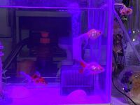 金魚の餌は３日間あげないと死んでしまいますか 家の事情で３日間 Yahoo 知恵袋