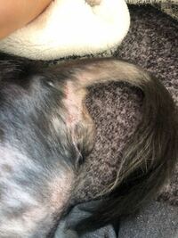 犬の会陰ヘルニア 手術後について うちの犬は15歳で 1ヶ月程前に会 Yahoo 知恵袋