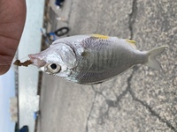 この魚はなんですか キビレ cmないくらいでした クロサギの仲間 Yahoo 知恵袋