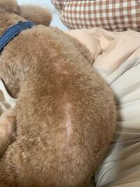 トリミング後に犬の目がしょぼしょぼしたり 真っ赤に充血したり開かな Yahoo 知恵袋