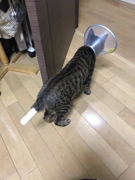 ネコ 解決済みの質問 Yahoo 知恵袋