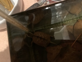 大至急 クサガメを助ける方法を教えて下さい 甲羅が７ ８センチくらいのクサ Yahoo 知恵袋