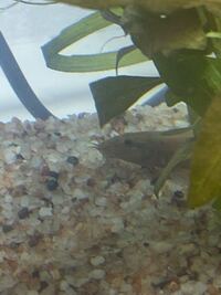 これって何の種類のドジョウですか おそらくマドジョウ Yahoo 知恵袋