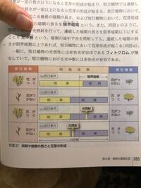 至急ですこの3番目と4番目の時はなぜ長日植物で花がつく またはつ Yahoo 知恵袋