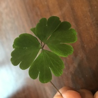 芝生に生える雑草について教えてください 芝生の間 下 から 赤紫の Yahoo 知恵袋