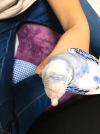 私の飼っているセキセイインコはどうやら自分の名前を認識してい Yahoo 知恵袋