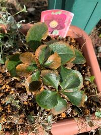 クリスマスローズについて まだ１５センチくらい ホームセンターで５００円 の Yahoo 知恵袋