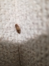 この害虫は、何ですか??体長1㎝適度です。
壁の角に張り付いているのを朝発見しました。微動だにしないのですが、夜帰って見ると天井の方にいました。
ゴキブリではないです。ダニか南京虫か と思いましたが。。
害虫に詳しい方、よろしくお願いします。