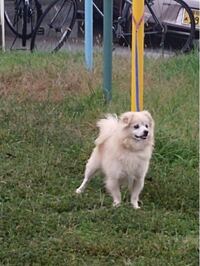 垂れ耳犬を飼っており 耳の中で炎症を起こしている為 耳を上げて風通しを良くし Yahoo 知恵袋