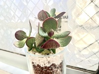 Ikeaで多肉植物を買いました 植物の名前が分からなく 特徴や手入れ方法も Yahoo 知恵袋