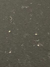 梅の盆栽に小さい白いダニの様な虫が結構ついていました これは害虫で駆 Yahoo 知恵袋