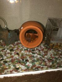 ドジョウと金魚が同居しているのですが ドジョウが金魚に付きまと Yahoo 知恵袋