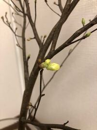 枝物を地植えしたら発根するのでしょうか ひゅうがみずきを水差 Yahoo 知恵袋