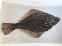 カレイとヒラメの刺身は味は同じような感じですか また 魚屋で生き Yahoo 知恵袋