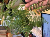 エゴノキの花の匂い エゴノキを庭に植えている方教えてください Yahoo 知恵袋