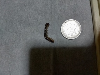 この虫はムカデの幼虫ですか 今朝起きたら壁に張り付いていました急 Yahoo 知恵袋