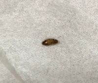 よく部屋の壁にくっついてるこの虫って なんの虫ですか 教えて 住まいの先生 Yahoo 不動産