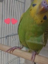 メスのセキセイインコです 片足に内出血 と 思われるものがあり Yahoo 知恵袋