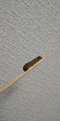 冬の青虫の飼育方法を教えてください この12月も半ばだという Yahoo 知恵袋