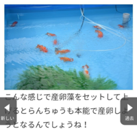 金魚の繁殖は難しいですか 基本的な繁殖をさせる方法を教えてくだ Yahoo 知恵袋