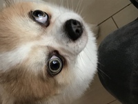 至急お願いします 犬の目の色について質問です ４匹チワ Yahoo 知恵袋