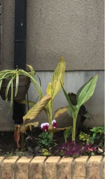 植物のカンナですが まだ地上部が枯れません 掘り上げず冬越しさせる予 Yahoo 知恵袋