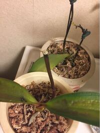 弱った胡蝶蘭を格安で購入したのですが 2 3日したら更に弱ってし Yahoo 知恵袋