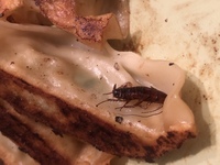 結合双生児は片方が死んだ場合どうなるのでしょうか 結合双生児などひと Yahoo 知恵袋