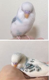 このインコは白ハルクインですか 多分オーストラリアンパイド Yahoo 知恵袋