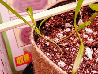 ほうれん草の生育ホーマックでほうれん草の栽培セットを買ったのですが茎が長す Yahoo 知恵袋